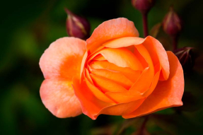 Оранжевая роза