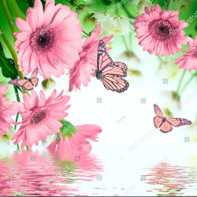 Герберы над водой