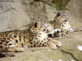 Белые леопарды