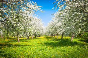 Цветение яблони