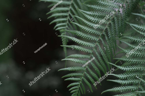 Листья папоротника