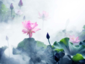 Лотос туманным утром