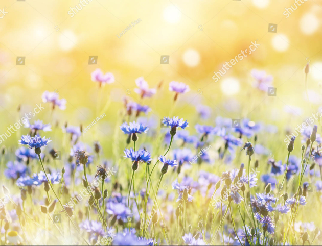 Васильки в поле