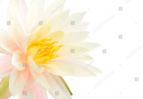 Белая водяная лилия