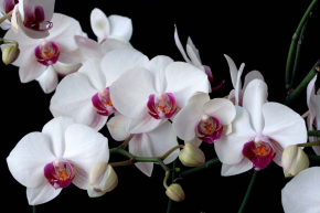Картины Белые орхидеи