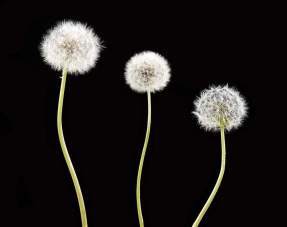 Одуванчики