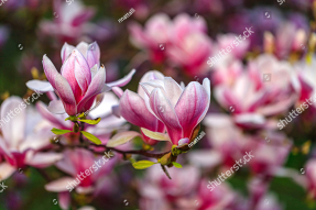 Магнолии на ветвях