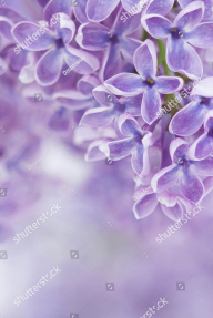 Цветущая сирень