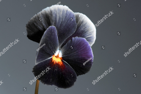 Анютины глазки