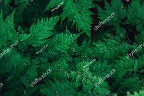 Листья папоротника