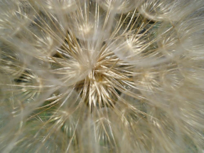 Большой одуванчик