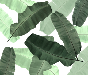 Хаотичные листья