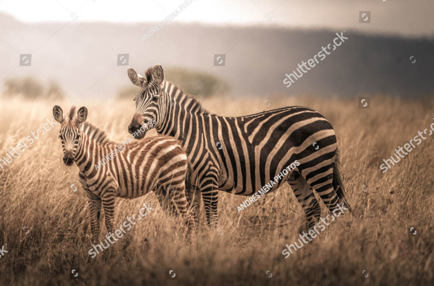 Зебри в савані