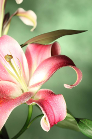 Яркая лилия