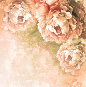 Оранжевые пионы