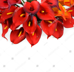 Красные каллы