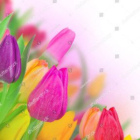 Разноцветные тюльпаны