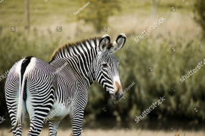 Зебра в саванне