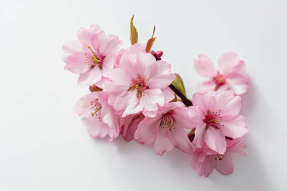 Ветка Вишни