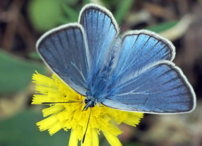 Голубая бабочка на цветке