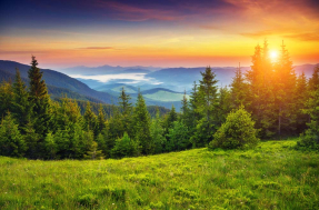 Ели в горах