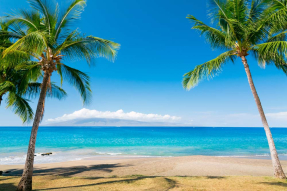 Пальмы на берегу