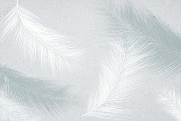 Светлые перья