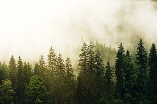 Сосновий ліс в тумані