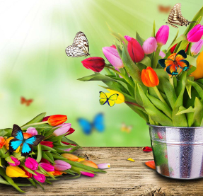 Тюльпаны и бабочка