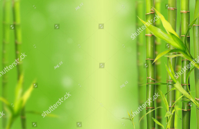 Молодой бамбук