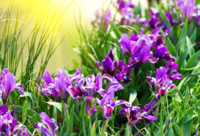 Петушки в поле