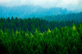 Сосновый лес