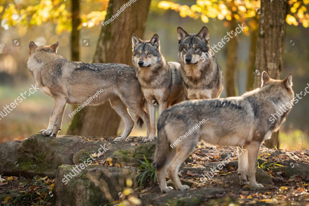 Стая волков