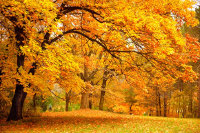 Картины Осенний лес