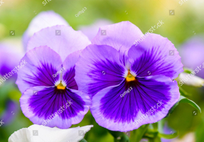 Анютины глазки