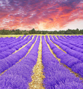 Лаванда из Прованса