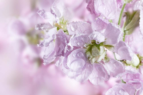 Полевые цветы