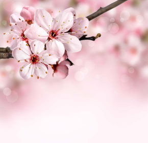 Картины Цветы вишни