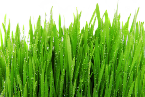 Роса на траве