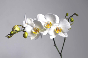 Белые орхидеи