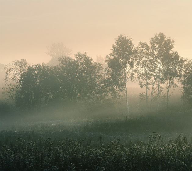 Березовая роща