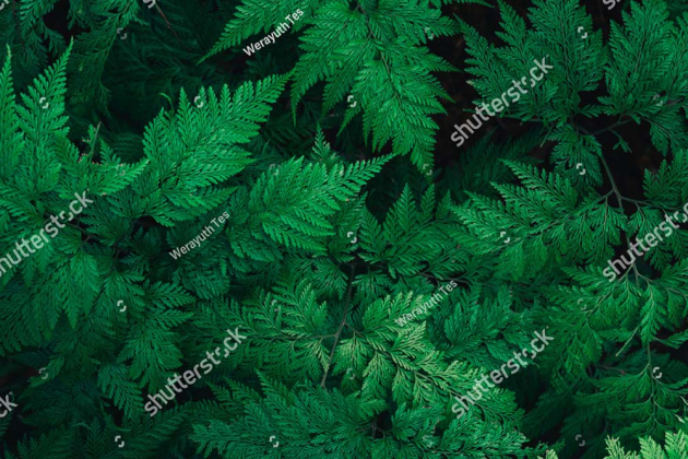 Листья папоротника