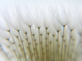 Зонтики одуванчика