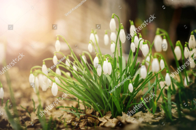 Весенние подснежники