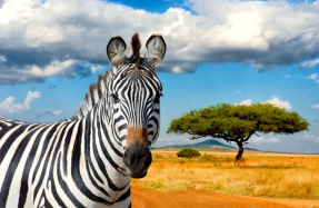 Зебра в саванне