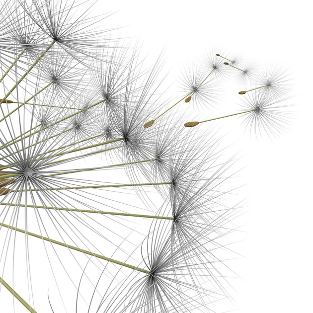 Зонтики одуванчика