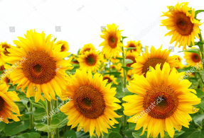 Подсолнухи