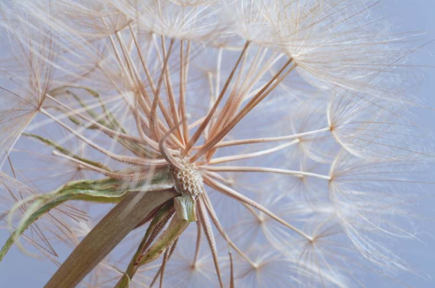 Нежный одуванчик