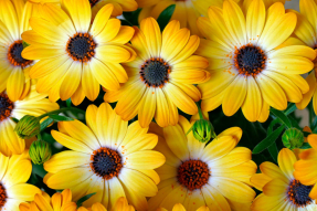 Желтые цветочки