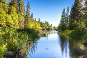 Речка в лесу